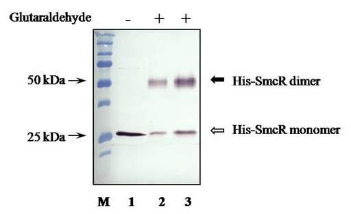 Verification of dimerization of SmcR using in vitro cross-linking assays.
