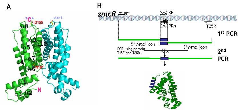 (A) Three dimensional structure of SmcR dimer, (B) Site-directed mutagenesis of SmcR using a linker-scanning method (Kim et al., 2010).