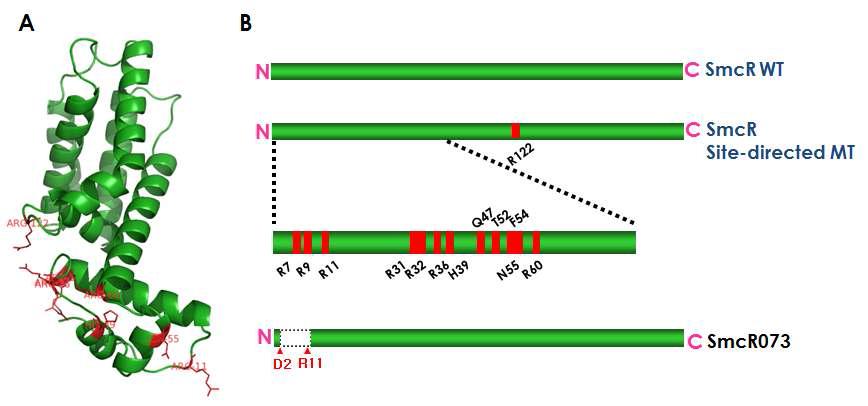 (A) Three dimensional structure of SmcR monomer, (B) SmcR mutants in which each amino acid in the N-terminal domain are replaced with an alanine as indicated were constructed by in vitro