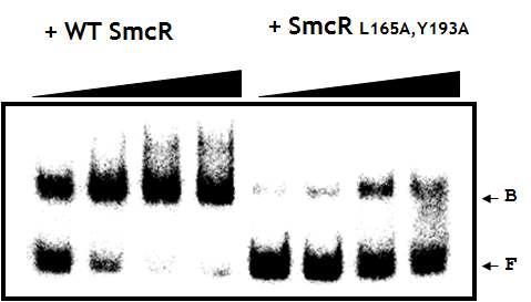 Gel mobility shift assay for binding of the L165A Y193A mutant SmcR to vvpE regulatory region.
