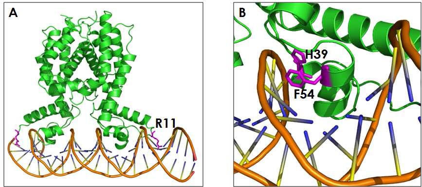 Key residues in the SmcR-DNA interaction. (A) Arginine 11 may be caught in DNA minor groove. (B) Stacking interaction of Histidine 39 and Phenylalanine 54 side chain rings that may contributes to proper orientation of recognition helix.