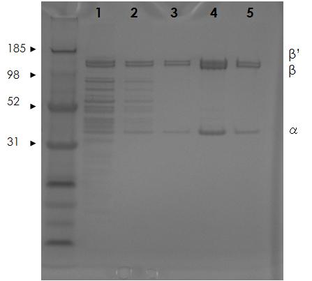 Purification of Vv-RNAP core using polyol-responsive antibody affinity column.