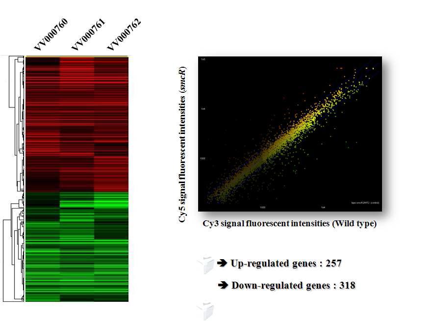 Comparison of gene expression profiles between the wild type and isogenic smcR mutant using the V. vulnificus whole genome microarray.