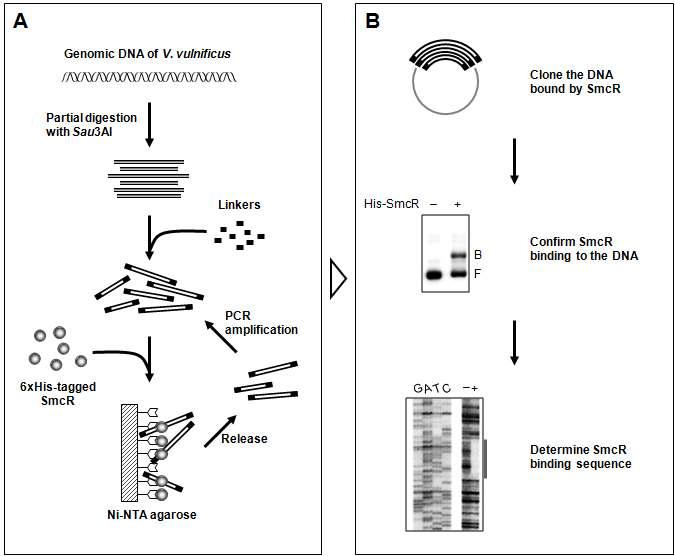 Procedures for identification of the SmcR binding sequences.