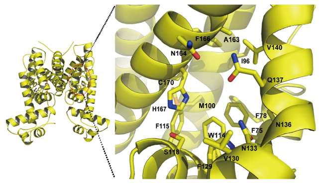 Putative ligand binding pocket (Pocket 1) within the dimerization domain of SmcR. The residues involved in the formation of an amphipathic pocket are indicated.