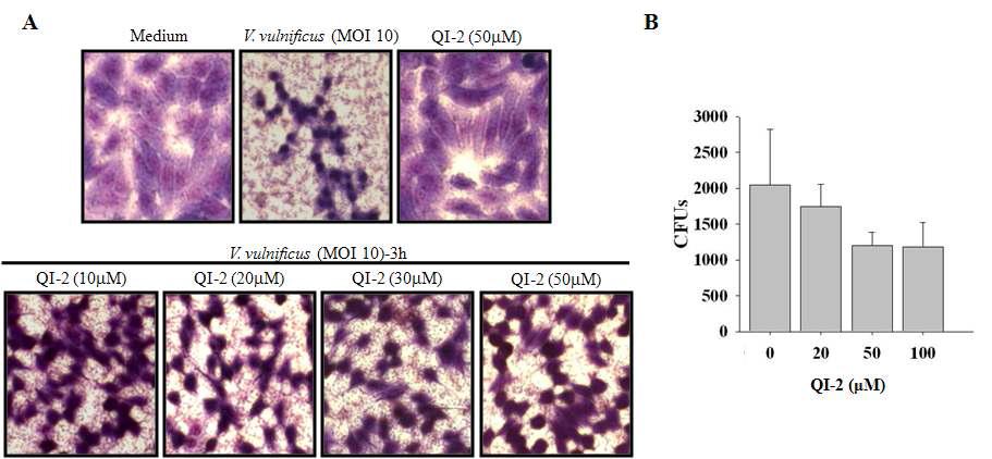 Attachment of V.vulnificus on INT-407 cells in the presence of QI-2.