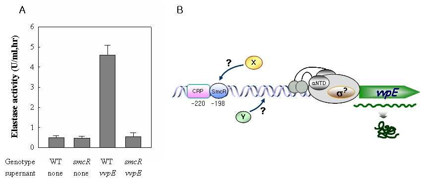 A. V. vulnificus elastase is regulated by quorum sensing. B. Proposed model for regulation of PvvpE [Jeong et al., 2001.; Jeong et al., 2003]. X, Y; unidentified regulators.
