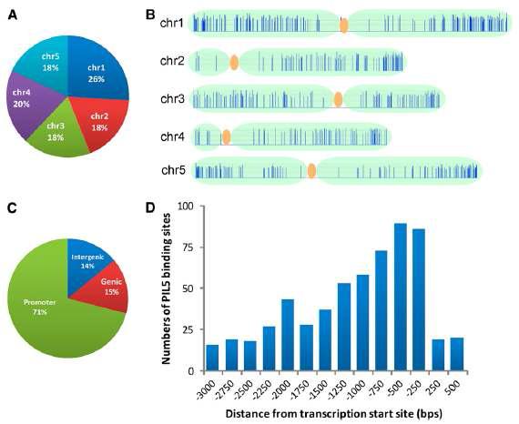 PIL5 결합사이트들의 염색체내에서의 위치 분석