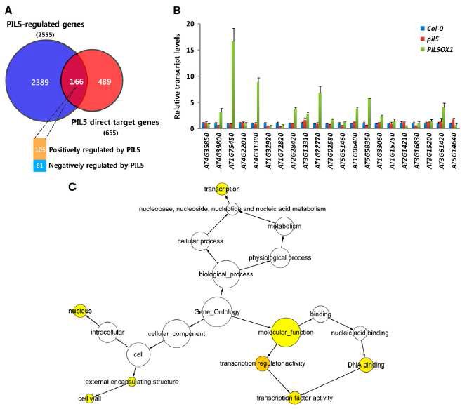 PIL5에 의해 직접 조절되는 유전자에 대한 Gene Ontology 분석