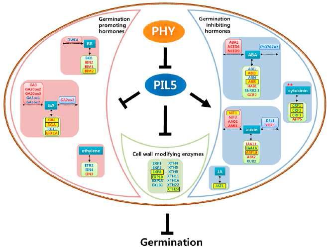 PIL5에 의한 발아 조절 모식도