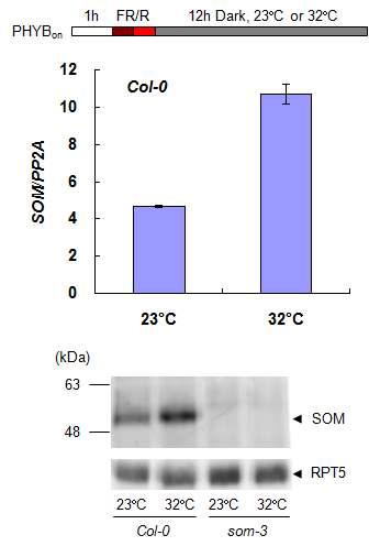 온도가 올라갔을 때 SOM mRNA 및 SOM 단백질 발현변화 조사.