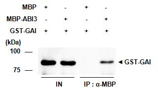 in vitro binding assay between ABI3 and GAI