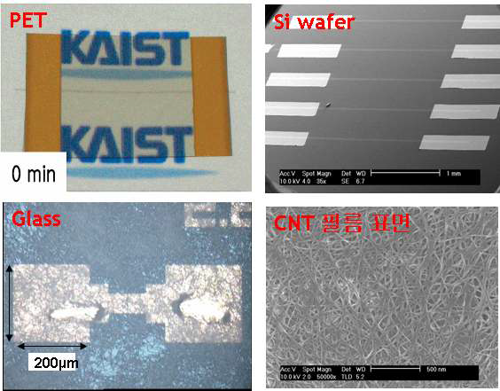 다양한 기판 (PET, Si wafer, Glass) 위에 형성, 고정된 탄소나노튜브 필름. 네트워크 구조를 가지는 탄소나노튜브 필름의 표면 주사전자현미경 (SEM) 사진.
