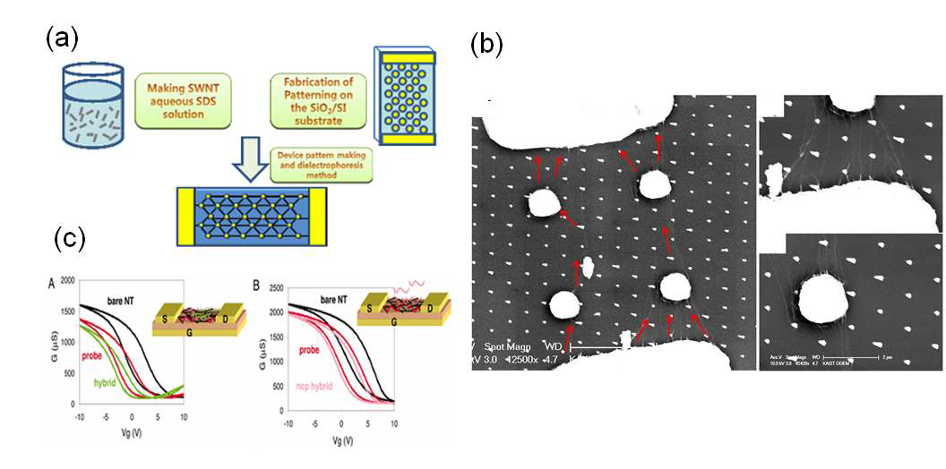(a) 전기영동법과 나노패턴 기술을 통한 균일한 탄소나노튜브 array의 전기소자 개념도 (b) 금속 기둥 (Au)을 따라서 연결된 안정된 탄소나노튜브 소자의 주사전자현미경 사진 (c) DNA가 고정되었을 때 나타나는 전형적인 전기신호 그래프와 소자모식도