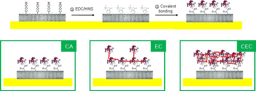 (위) 화학 반응을 통해 표면개질 된 탄소나노튜브 필름 위에 결합된 효소 단백질 (Enzyme)의 고정화 개략도.