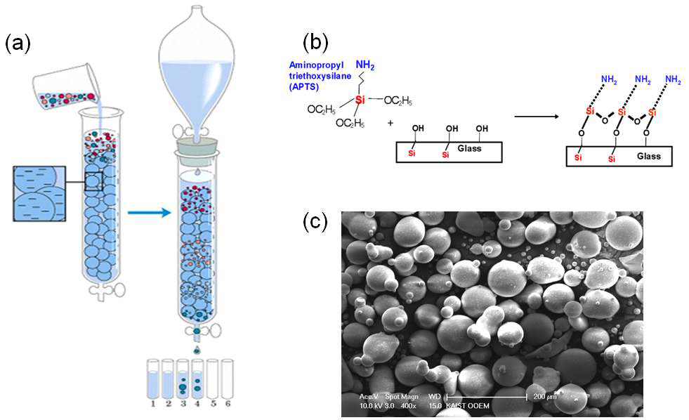 (a) column chromatography의 개념도 (b) 전기적 특성을 가지는 탄소나노튜브와 선택성이 있는 column 충진용 bead의 표면처리　(c) 충진용 재료로 사용하고자 하는 지름 1um 수준의 glass beads