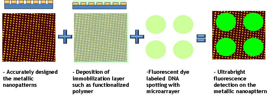 금속 나노 array를 제작했을 때 발생하는 surface plasmon resonance (SPR)과 metal enhanced fluorescence (MEF)를 이용한 바이오센서의 효과 증대 개념도