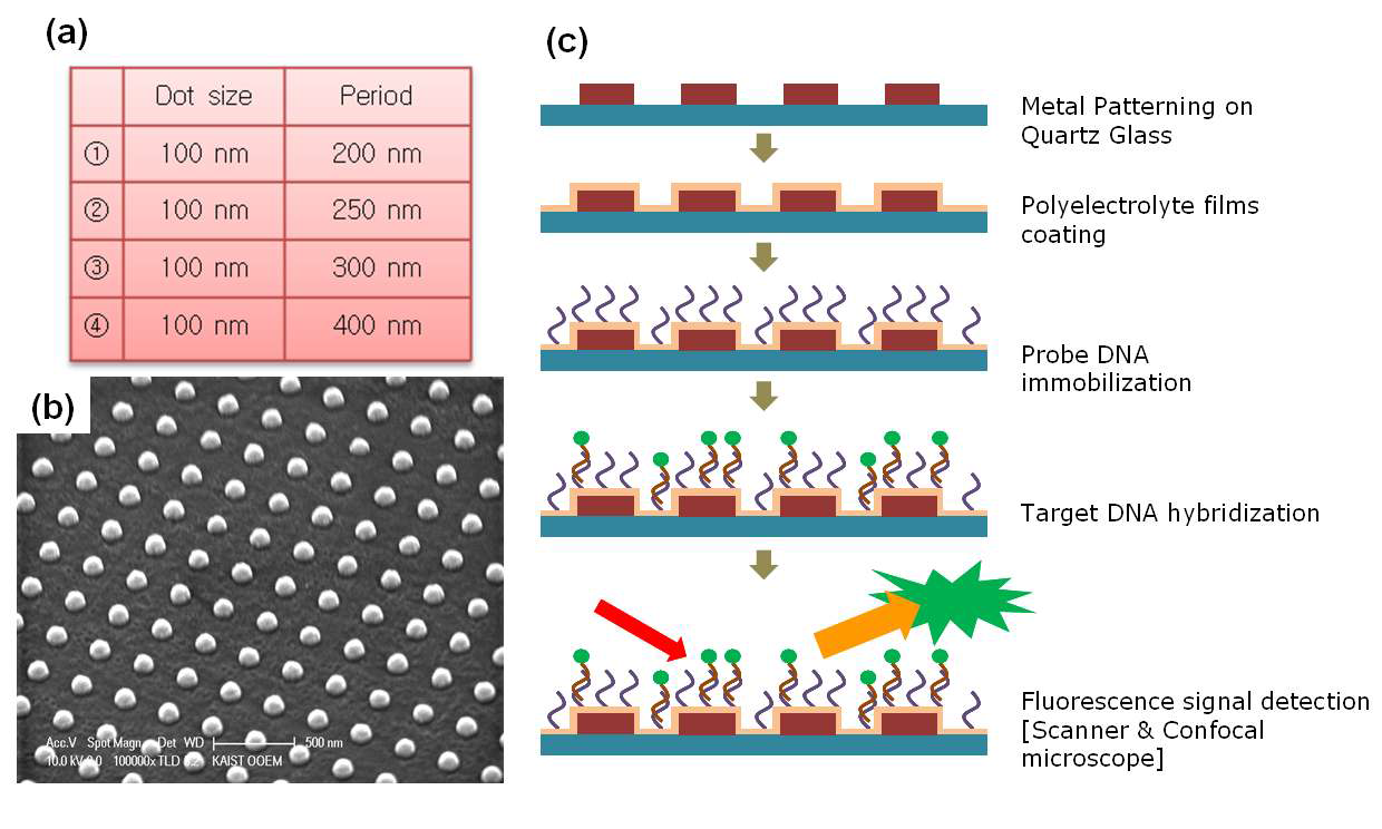 (a) LSPR을 조절하기 위해 제작하고자 하는 나노패턴의 사이즈와 간격 (b) 제작하고자 하는 금속나노패턴의 예상 결과 (c) MEF용 금속나노패턴 제작, LSPR의 파장 조절, DNA의 고정화, DNA의 상보적 결합과정에 대한 전체적인 연구 개념도