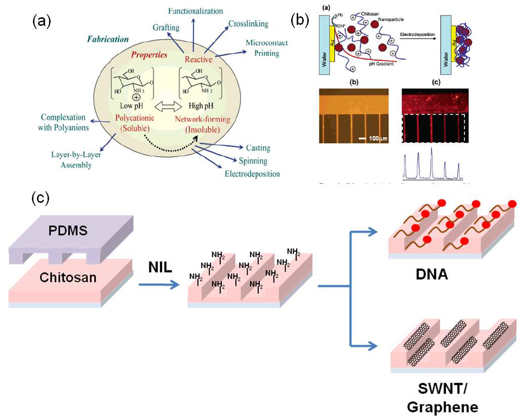 (a) 세포, 효소, 금속나노입자, 양자점들의 바인더로 이용되는 키토산 (b) 금 표면에 선택적으로 반응하는 키토산의 선행연구 (c) 키토산 패터닝을 통한 바이오물질 & 탄소물질의 고정화 기판 제작에 대한 개념도