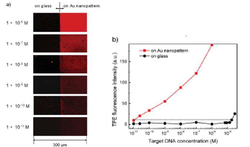 금나노 패턴의 MEF현상을 이용한 형광 신호 증폭결과