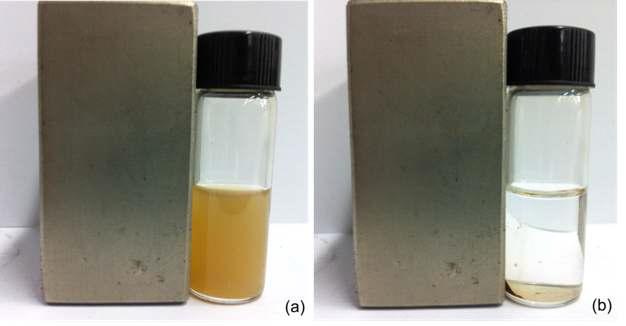 (a) 반응 후 Pd-CuFe2O4@meso-SiO2 촉매가 분산 된 용액 사진 (b) 자석을 이용해서 Pd-CuFe2O4@meso-SiO2 촉매를 분리하는 사진
