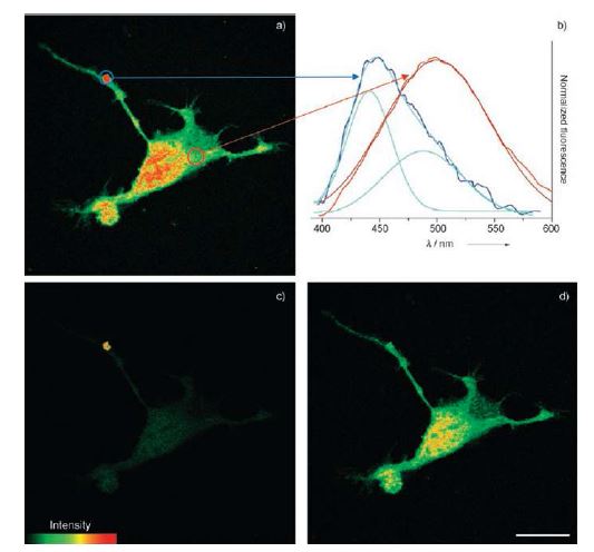 Figure 6. Pseudo colored TPM images ofACa2-AM-labeled (2 μM) astrocytes collected at360-620 nm a), 360-460 nm c), and 500-620 nm d).b) Two-photon excited fluorescence spectra from thehydrophobic (blue) and hydrophilic (red) domains ofACa2-AM-labeled astrocytes. The excitationwavelength was 780 nm. Cells shown are representativeimages from replicate experiments. Scale bar, 30 μm.