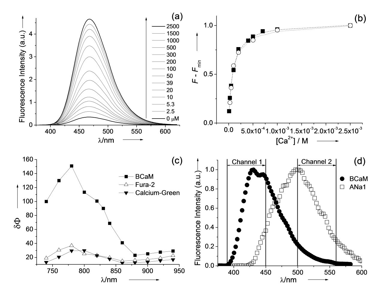 Figure 10. (a) One-photon fluorescence spectra of 1 μM BCaM(30 mM MOPS, 100 mM KCl, pH 7.2) in the presence of freeCa2+ (0-2.5 mM). (b) One-photon fluorescence titration ofBCaM in LUVs composed of raft mixture (■) and two-photonfluorescence titration in HeLa cells (○) in the presence ofvarious [Ca2+]0. (c)Two-photon action spectra of BCaM (■),Fura-2 (△), and CG (▼) in the presence of excess free Ca2+.(d) Normalized emission spectra of BCaM (●) and ANa1 (□)in HeLa cells