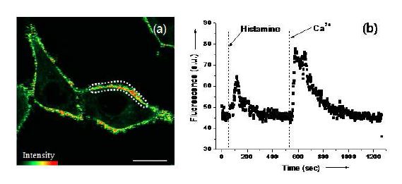 Figure 11. (a) Pseudo colored TPM images of HeLa cellslabeled with 0.5 mM BCaM. Scale bar, 20 mm. (b) Timecourse of TPEF at designated position in (a) afterstimulation with 100 mM histamine in nominallyCa2+-free buffer, followed by addition of 2 mM CaCl2 tothe imaging solution. TPEF was collected at 390-450 nmupon excitation at 780 nm