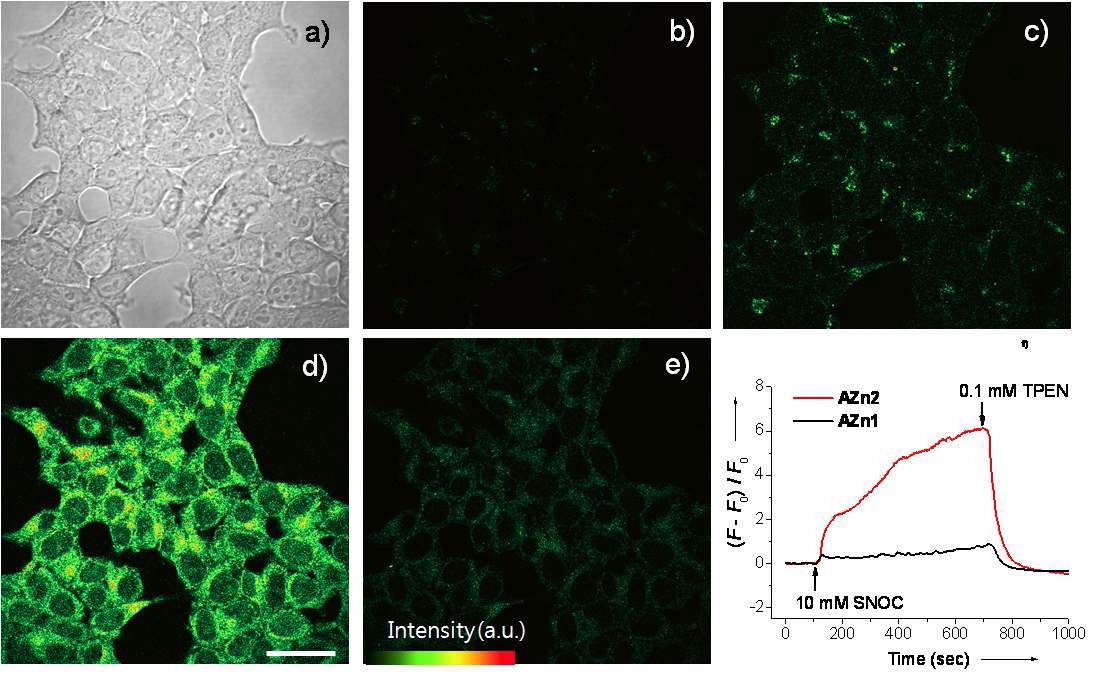 Figure 16. (a) Bright field image. (b-e) TPM images of 2 μMAZn2-labeled 293 cells collected at 360-460 nm (b) and 500-620 nm(c-e), before (c) and after (d) addition of 10 mM SNOC to the imagingsolution. (e) After addition of 0.1 mM TPEN to (d). (f) The relativeTPEF intensity of AZn1- and AZn2-labeled 293 cells collected at500-620 nm as a function of time. The TPEF images were collected uponexcitation at 780 nm with fs pulse. Cells shown are representative imagesfrom replicate experiments (n = 5).