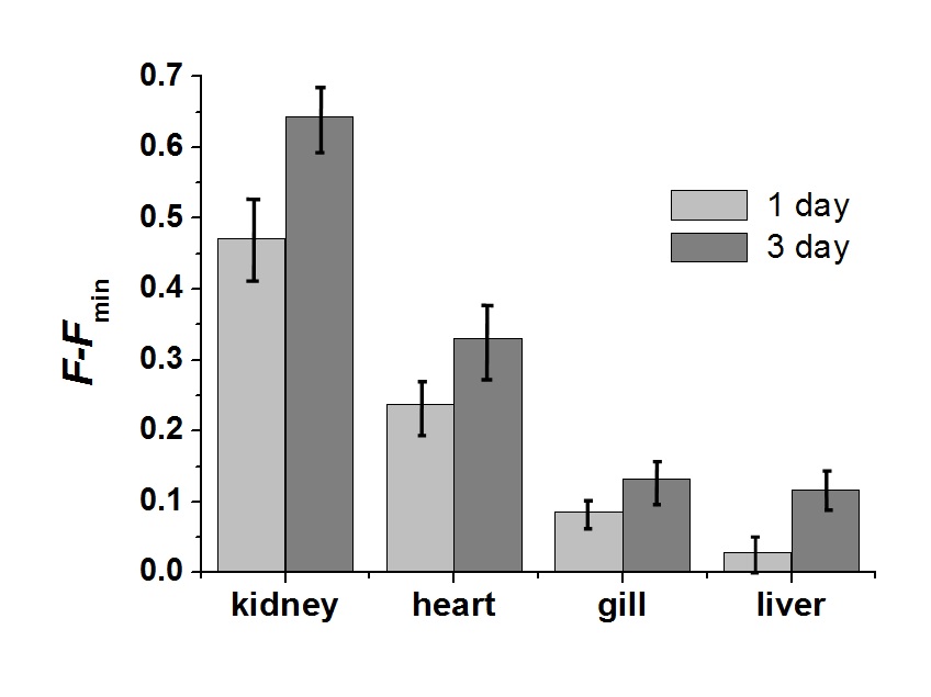 Figure 30. Relative TPEF intensity in kidney, heart, liverand gill of Oryzias latipes after exposure to 2 ppb Hg2+for1 and 3 days. The organs were incubated with AHg1 (10μM) for 30 min and the TPEF was collected at 500?620nm upon excitation with fs pulses at 780 nm. The columnsand error bars represent the average and standarddeviation of the TPEF intensities from 70 TPM images.