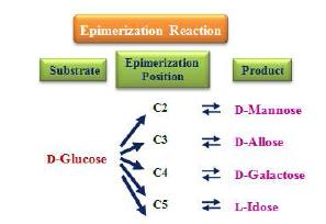 D-Glucose의 에피머화 반응