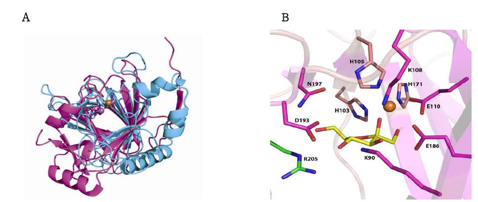 Lyxose isomerase 효소 구조 A. Overall structure B. Active site structure