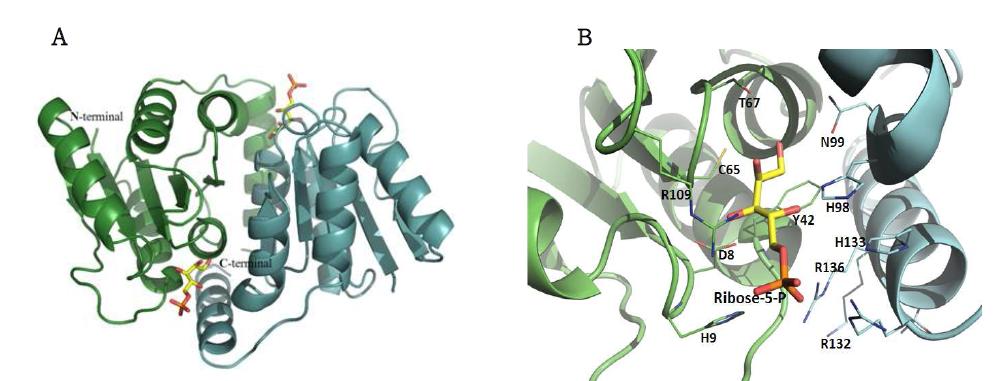 Ribose-5-phosphate isomerase 효소 구조 A. Overall structure B. Active site structure