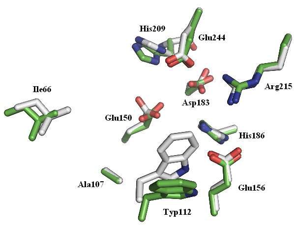 Psicose-3-epimerase와 fructose 복합체의 0 ns(흰색)와 0.5 ns(녹색) 시간에서의 겸침영상