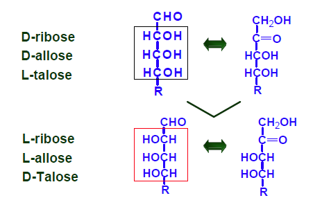 Isomerization of hydroxyl group at carbon 2 by C. thermocellum ribose 5-phosphate isomerase.
