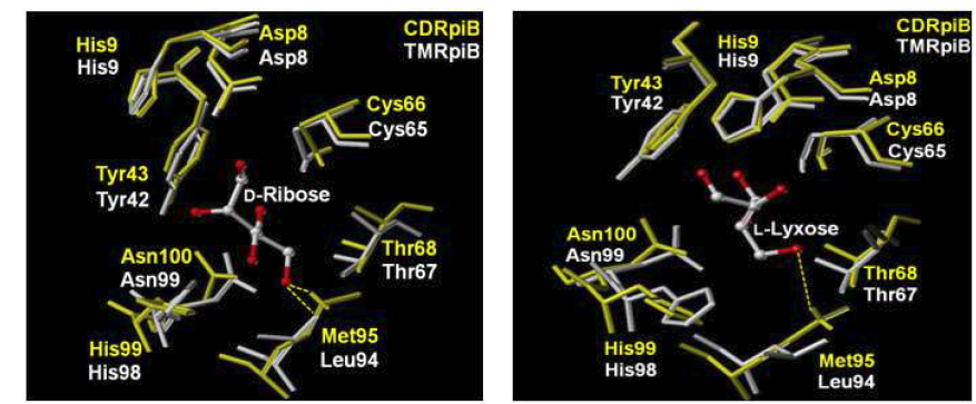 Predicted active site of C. difficile RpiB and T. maritima RpiB with D-ribose and L-lyxose. The ball and stick presents the substrate