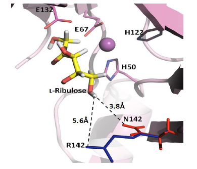 Docking of L-ribulose into the active-site of the wild-type and mutant enzymes. The yellow, blue, red sticks represent L-ribulose as substrate and arginine and asparagine residues at position 142, respectively. The dashed line was distance between residue and substrate. The figure was produced using PYMOL.