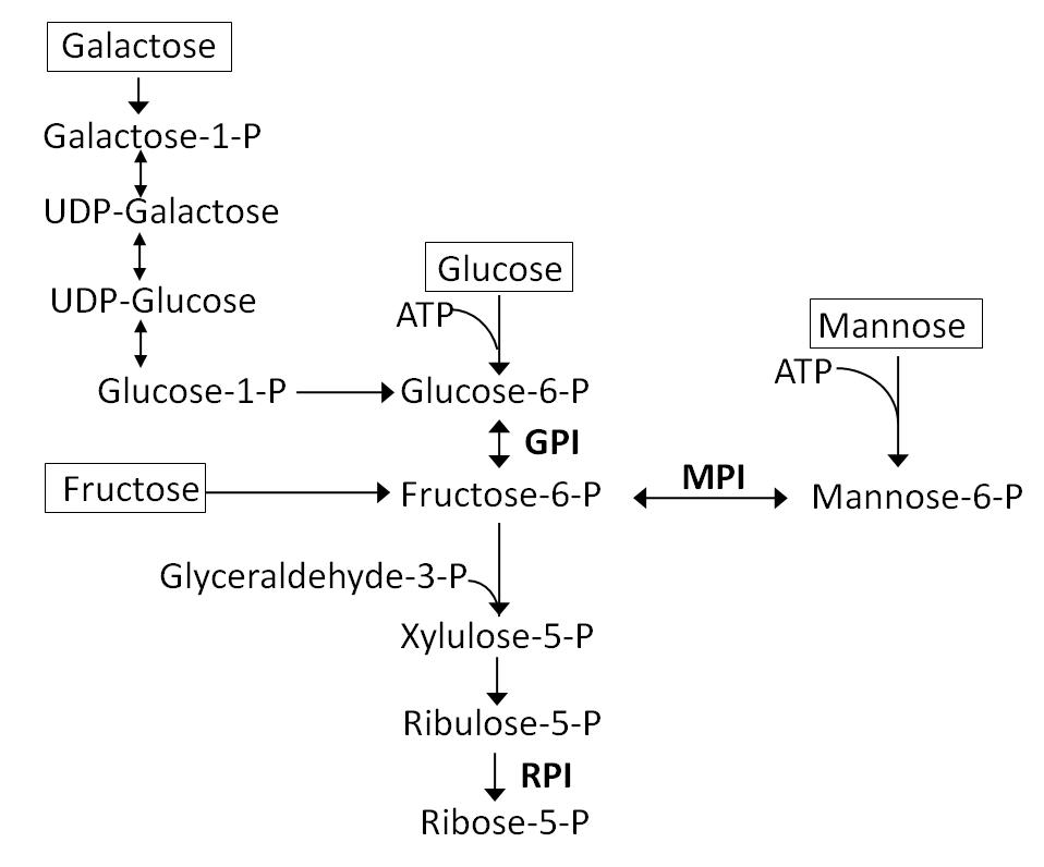 Schematic representation of RPI, MPI, and GPI linked in pentose phosphate pathway and glycolysis metabolism. ATP, adenosine triphosphate; RPI, ribose-5-phosphate isomerase; MPI, mannose-6-phosphate isomerase; and GPI, glucose-6-phosphate isomerase.