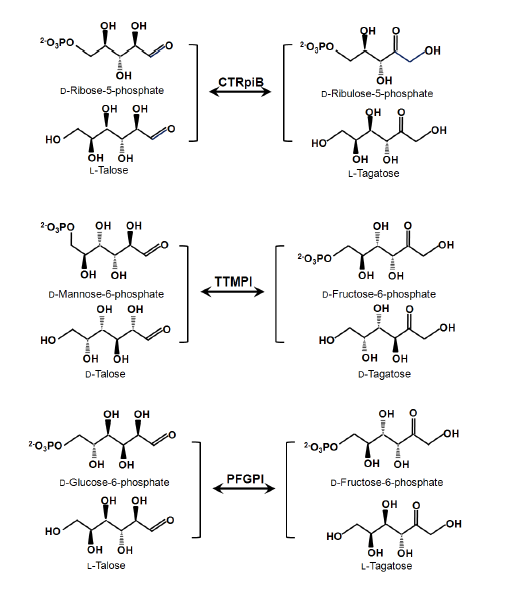 Schematic diagrams of the reactions catalyzed by phosphate sugar isomerases, including CTRPI, TTMPI, and PFGPI.