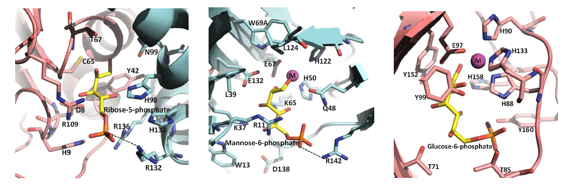 Active sites of CTRPI, TTMPI, and PFGPI with ribose 5-phosphate, mannose 6-phosphate, and glucose 6-phosphate, respectively