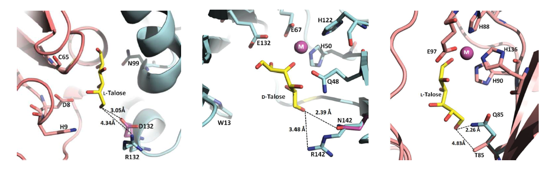 Active site structures of CTRPI, TTMPI, and PFGPI with L-talose, D-talose, and L-talose, respectively.
