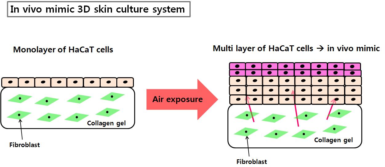 in vivo mimic 3D skin culture system의 원리