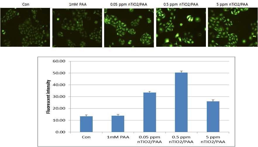 나노 타이타늄 (nTiO2/PAA) 처리 시 발생된 ROS level 확인