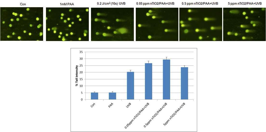 나노 타이타늄 (nTiO2/PAA)과 UV를 동시에 노출 시 유도된 유전자 손상 증가