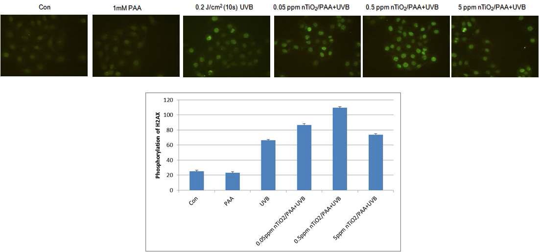 나노 타이타늄(nTiO2/PAA)과 UV를 함께 노출 시 유도되는 gamma-H2AX 단백질 확인