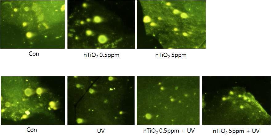 3D cell culture system에서 나노 타이타늄 (nTiO2/PAA)과 UV 처리 시 유도되는 유전자 손상 확인