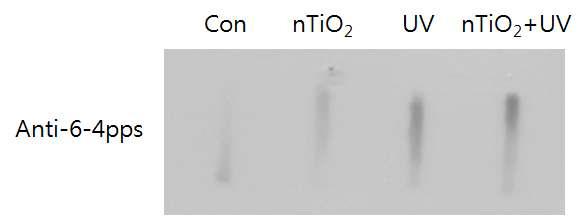 3D cell culture system에서 나노 타이타늄(nTiO2/PAA)과 UV 처리 시 유도되는 6-4 pps 발생 확인
