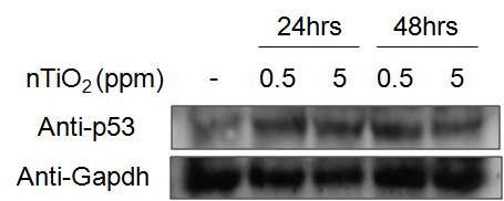 3D skin culture system에서 나노 타이타늄에 의한 p53 발현의 증가