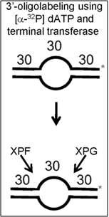 XPG assay의 원리