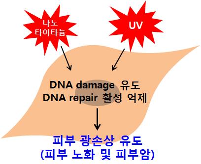 나노 타이타늄에 의한 피부 광손상 연구에 있어 DNA repair 활성 변성 기작 해석의 중요성